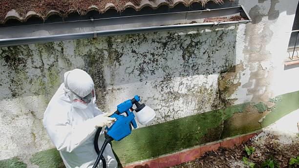 Trusted Attic Mold Removal service in Clifton, IL - Cheap Mold Removal